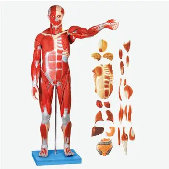 Анатомическая модель мышц и органов всего тела человека, Мышцы мужчины с внутренними органами 78 см / 170 см